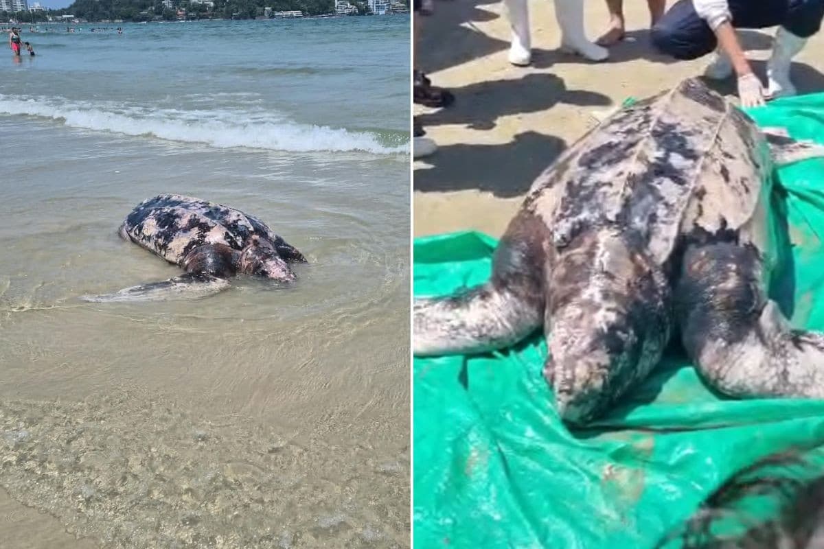 'Tartaruga-gigante' é encontrada morta em praia do litoral de SP; VÍDEO
