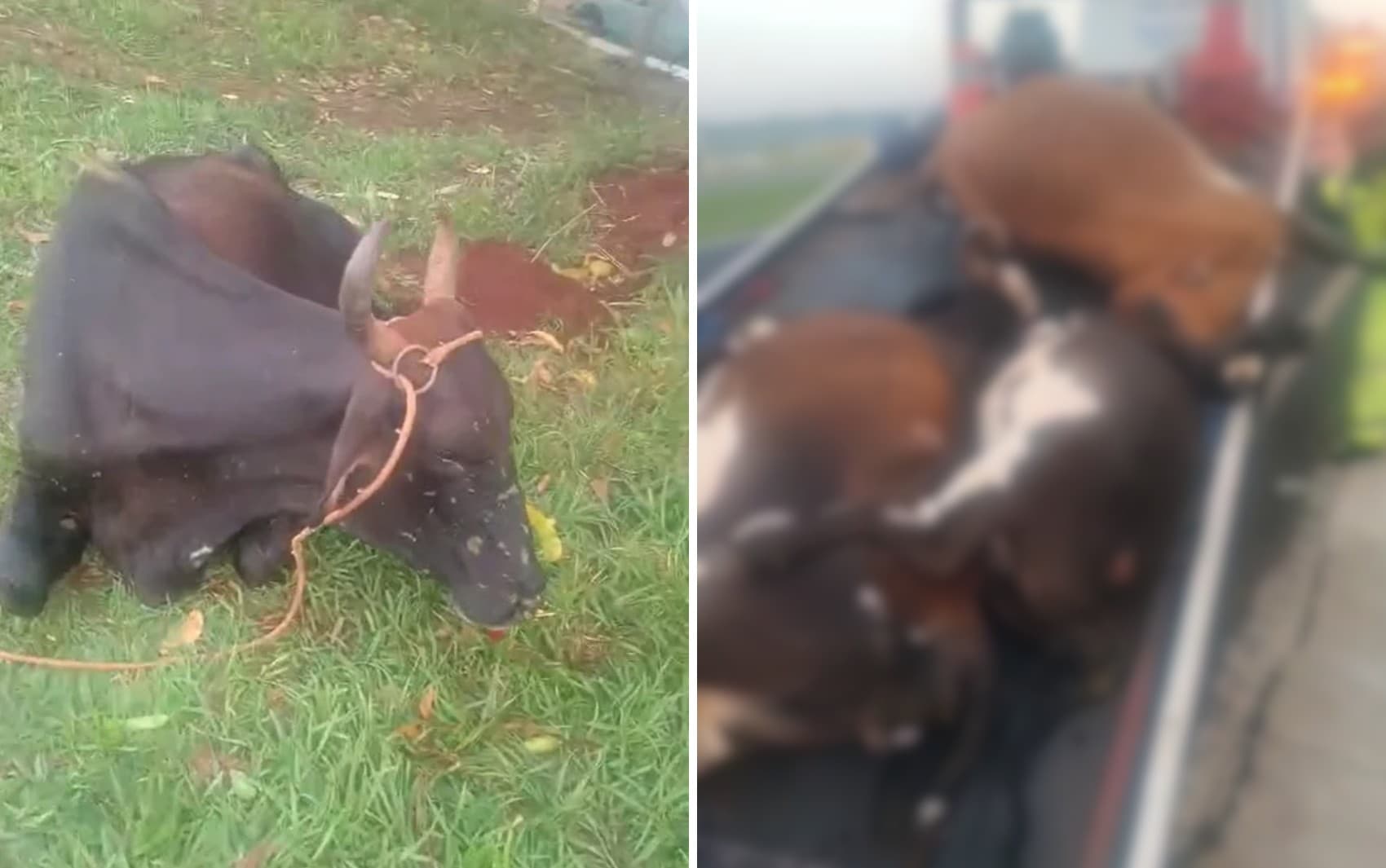 Quatro vacas morrem e motociclista fica ferido em acidente em rodovia em São Joaquim da Barra, SP